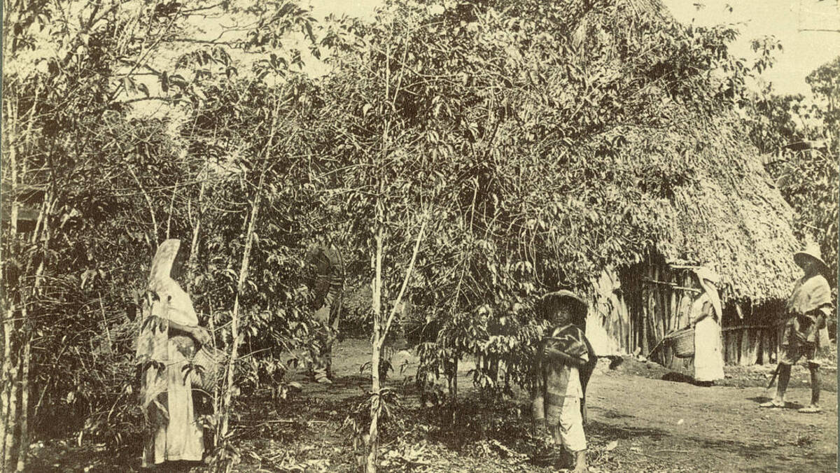 Mexique · Chiapas — région d'origine du café Mexique